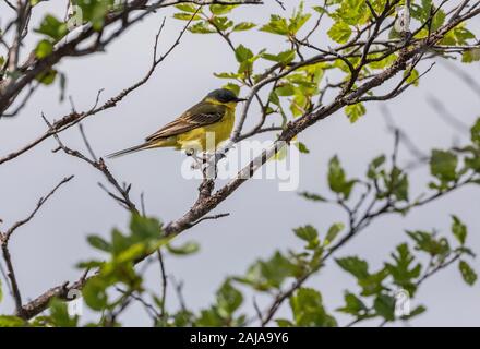A yellow wagtail, Motacilla flava thunbergi, the grey-headed wagtail, male on its arctic Sweden breeding ground. Stock Photo