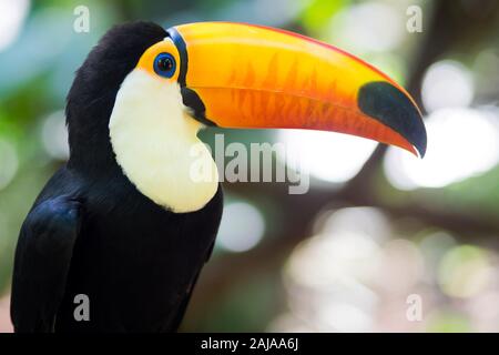 Exotic Brazilian toucan bird in natural setting in Foz do Iguacu, Parana, Brazil. Stock Photo