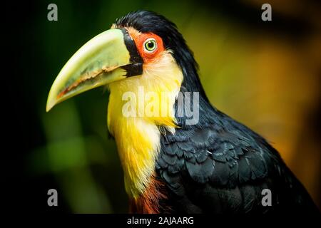 Exotic green-billed toucan bird in natural setting near Iguazu Falls, Foz do Iguacu, Brazil. Stock Photo