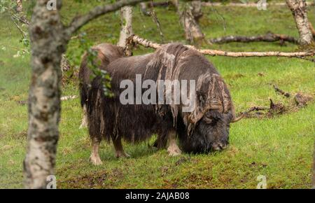 European bison, Bison bonasus, moulting. In captivity, Norway. Stock Photo