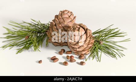 close-up, isolate cedar cones with branches and nuts Stock Photo