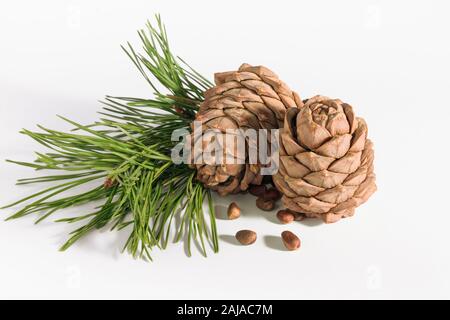 close-up, isolate cedar cones with branches and nuts Stock Photo