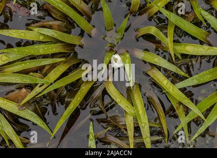 Water Soldier, Stratiotes aloides, in flower in pond. Stock Photo