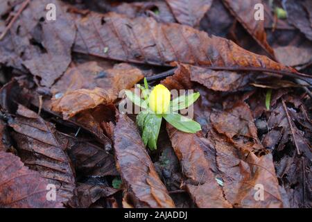 The picture shows winter aconite in the leaves Stock Photo