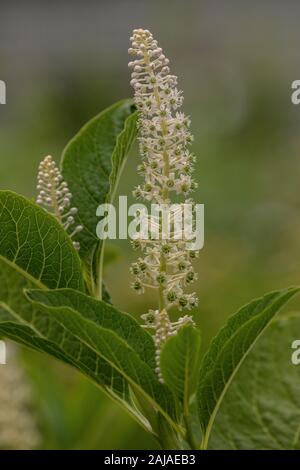 Indian Poke, Phytolacca acinosa,  in flower. Toxic and medicinal plant. Stock Photo