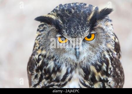 Eurasian owl, or Eurasian eagle-owl.  Bubo bubo.  This is a captive and tame example and trained to fly in a birds of prey show in Monasterio de Piedr Stock Photo
