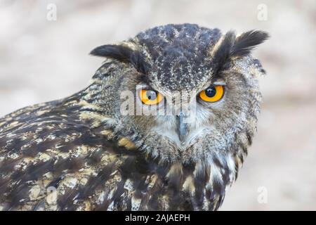 Eurasian owl, or Eurasian eagle-owl.  Bubo bubo.  This is a captive and tame example and trained to fly in a birds of prey show in Monasterio de Piedr Stock Photo