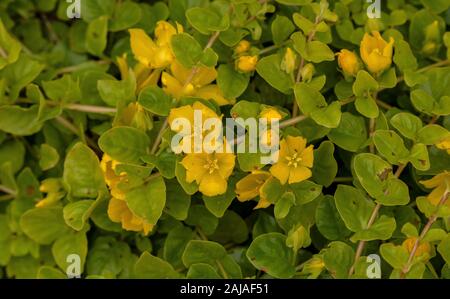 Creeping-Jenny,  Lysimachia nummularia, in flower in damp woodland ride. Stock Photo