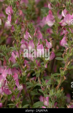 Spiny restharrow, Ononis spinosa in flower in old grassland. Stock Photo