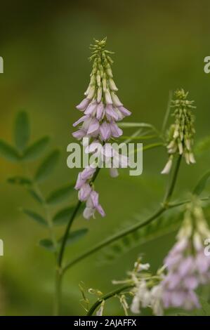 Goat's-rue,  Galega officinalis, in flower on roadside. Introduced from Middle East. Stock Photo