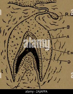 A text-book of dental histology and embryology, including laboratory directions . IV. Stock Photo