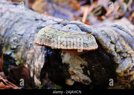 Red banded polypore Fomitopsis pinicola fungi growng on fallen rotting birch tree branches in woodland Stock Photo