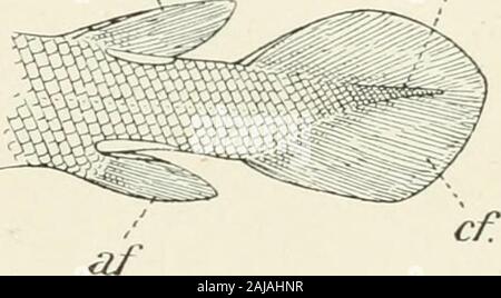 A treatise on zoology . ner-ally thin, cycloid, sculptured, and without cosmine. A shiny cosndnelayer is, however, preserved in Gyroptychius, in which genus the scalesare somewhat rhomboid. The caudal fin is diphycercal or hetero-diphycercal {Trisiichopterus). Usually there are three well-marked lobes,into the middle one of which projects the extremity of the notochord(Figs. 253 and 258). The paired tins are obtusely lobate, and not strictlymesorachic ; the fin-lobe is somewhat triangular and the anterior edge isstrengthened (p. 282). There is in some a small median anterior gularplate, and th Stock Photo