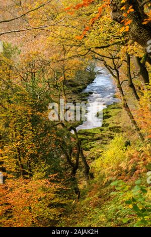 High view of flowing water of River Wharfe in scenic valley & autumn colours of Strid Wood trees - Bolton Abbey Estate, Yorkshire Dales, England, UK.