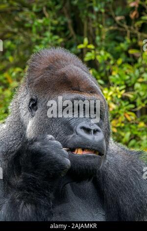 Western lowland gorilla (Gorilla gorilla gorilla) close-up of male silverback chewing on twig Stock Photo