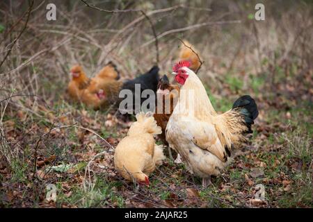 Free range rooster and chicken finding food in the forest in Northumberland Stock Photo
