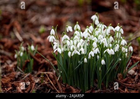 Snowdrops flowering cheerily in the woods early in the year. Stock Photo