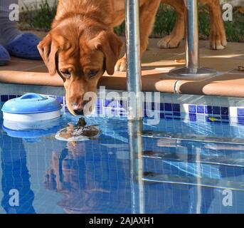 Friendly encounter between a golden retriever and a turtle in the water of a pool Stock Photo
