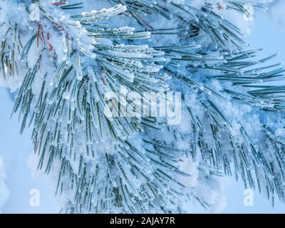 Pine needles with frost Stock Photo