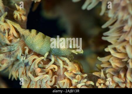 Anker’s Whip Coral Shrimp (Pontonides ankeri). Underwater macro photography from Anilao, Philippines Stock Photo