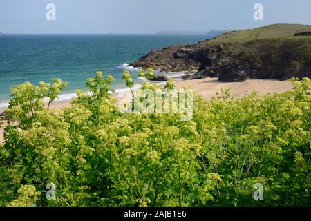 Alexanders (Smyrnium olusatrum) flowering on a coastal headland, Mother Ivy's Bay, Cornwall, UK, April. Stock Photo