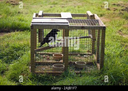 LARSEN TRAP used for controlling numbers of corvids (crows), considered as pests or 'vermin' by game managed estates and others. Live decoy bird used. Stock Photo