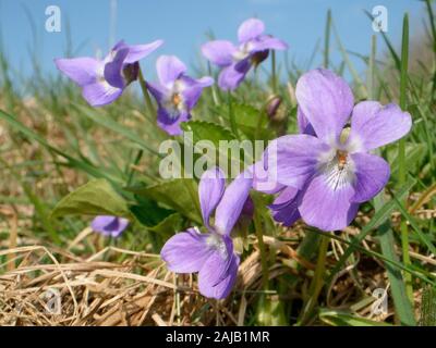 Hairy violet (Viola hirta) clump flowering in a chalk grassland meadow, Wiltshire, UK, March. Stock Photo