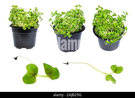 set from fresh green mustard cress grass cutout on white background Stock Photo