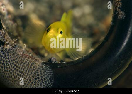 Lemon gobies  (Lubricogobius exiguus).  Underwater macro photography from Anilao, Philippines Stock Photo