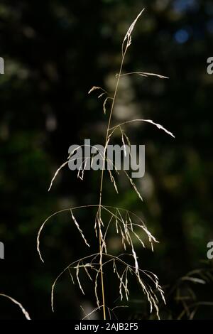 Wood millet (Milium effusum), a tall grass of damp shady woodlands, flowering in a ride, Lower Woods, Gloucestershire, UK, September. Stock Photo