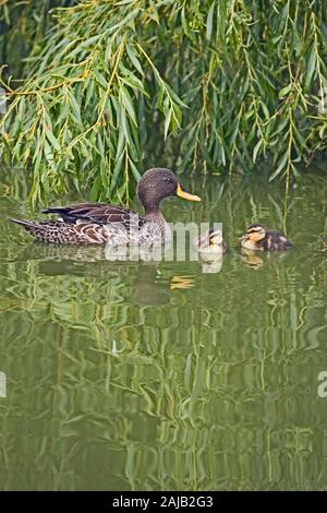 AFRICAN YELLOWBILL DUCK (Anas undulata).  Female and two ducklings. Stock Photo