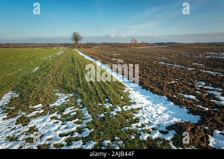 Green winter cereal, snow and plowed field, view in sunny day Stock Photo