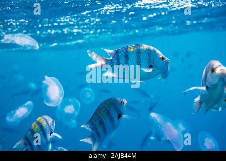 Living Coral reef in Red Sea, Egypt. Natural unusual background. Stock Photo