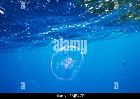 Living Coral reef in Red Sea, Egypt. Natural unusual background. Stock Photo