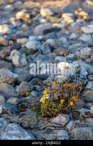 Lonely daisies on the stony beach of the Baltic Sea, Hohwacht, Germany Stock Photo