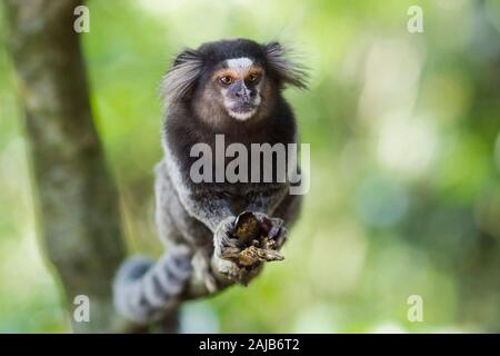 Sagui monkey in the wild in Rio de Janeiro, Brazil. The black-tufted marmoset (callithrix penicillata) lives primarily in the Neo-tropical gallery for Stock Photo
