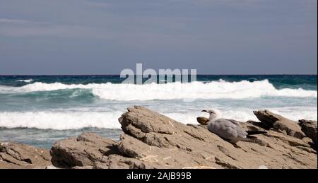 Seagull screaming on rocks at coast Stock Photo