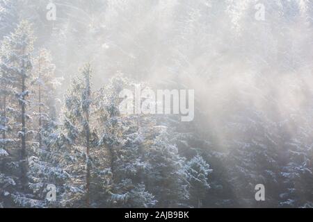 Coniferous forest in the winter time with snow, mist and breaking light, College Valley, Northumberland Stock Photo