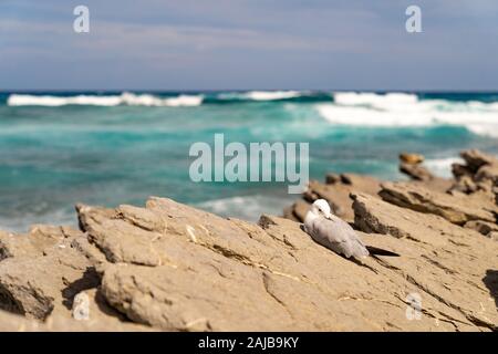 Seagull sleeping on rocks at coast Stock Photo