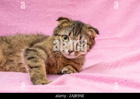 Funny happy tabby cat is playing Stock Photo