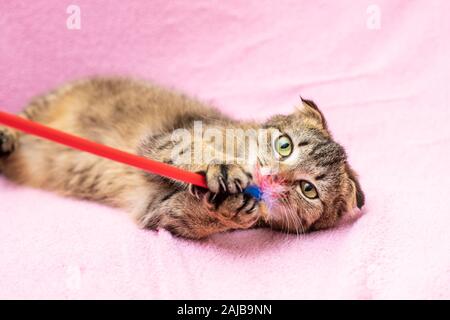 Funny happy tabby cat is playing Stock Photo
