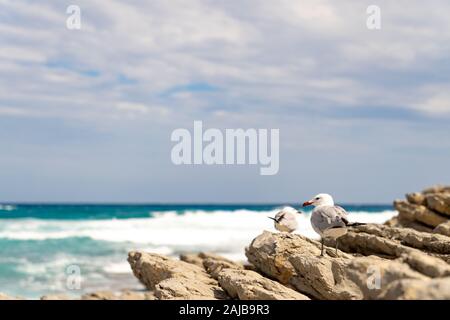 Seagulls on rocks watching the sea Stock Photo