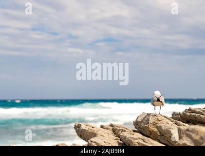 Seagull on cliff watching the sea Stock Photo