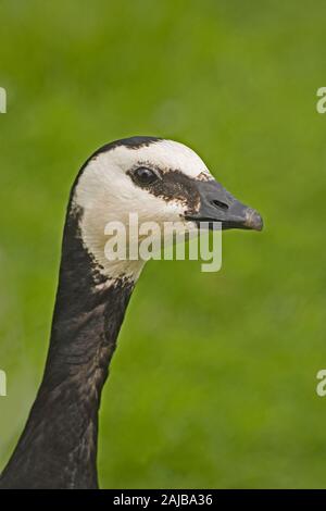 BARNACLE GOOSE (Branta leucopsis). Portrait. Head and outstretched neck. Profile, side view, face, facial detail and markings. Stock Photo