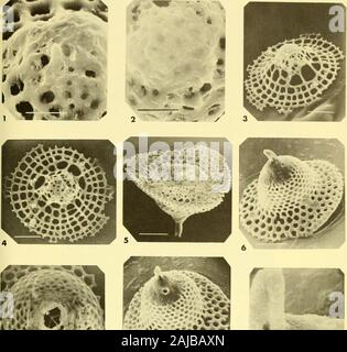 Bulletins of American paleontology . Holotype (USNM 164218). NSF 350 ...