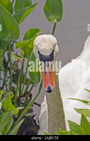 MUTE SWAN (Cygnus olor). Dorsal view of head and beak, or bill. Adult bird. Stock Photo