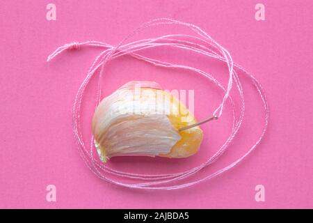 A single garlic with sewing needle and a pink Spool Of Pink Sewing Thread With Needle and pink background on the center. Stock Photo