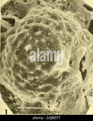 Bulletins of American paleontology . Holotype (USNM 164218). NSF 350 ...