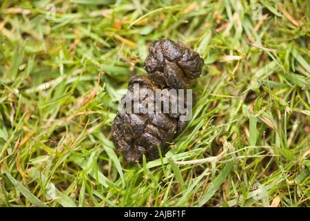 Deer droppings on a garden lawn Stock Photo - Alamy