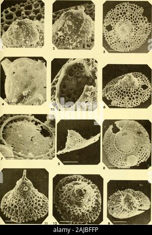 Bulletins of American paleontology . Holotype (USNM 164218). NSF 350 ...